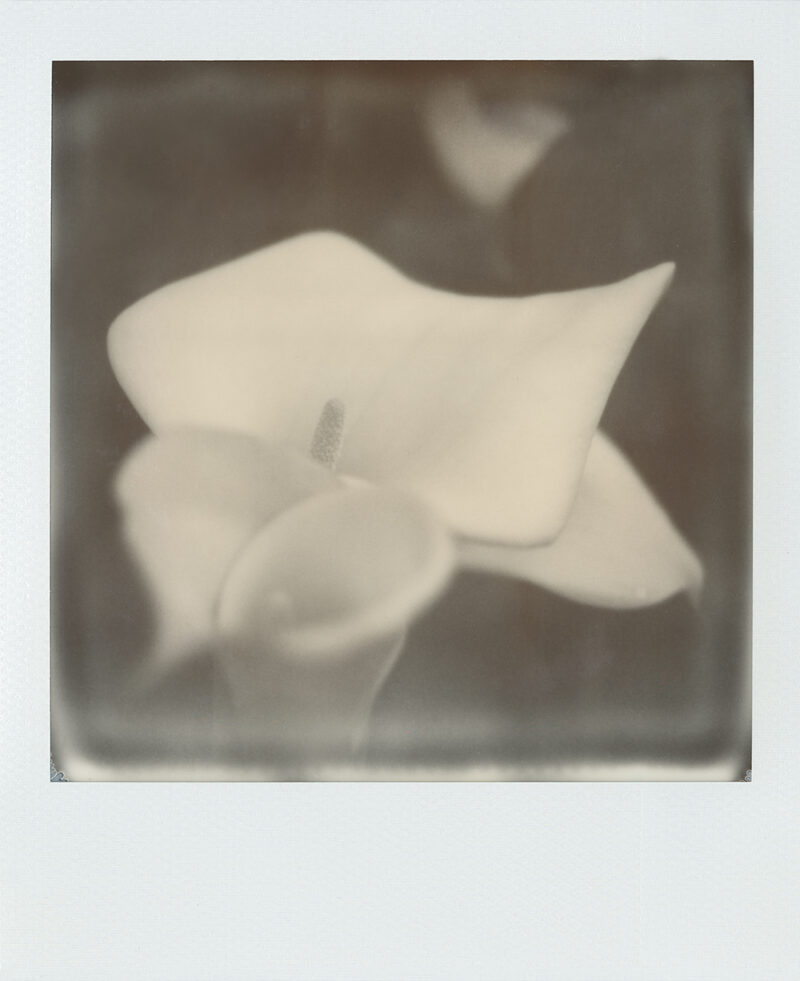 Lily Study Leder_6